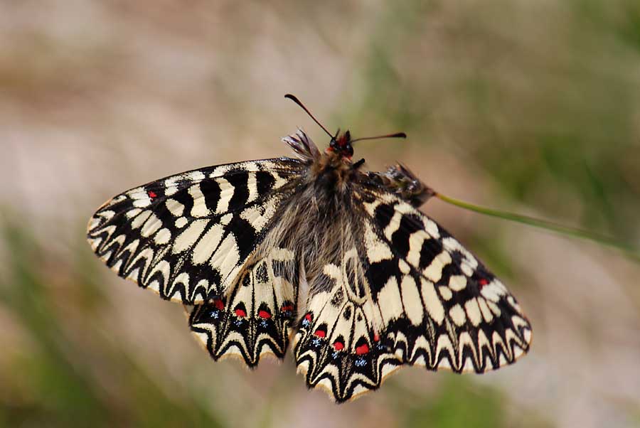 Zerynthia polyxena, Uovo e pianta nutrice